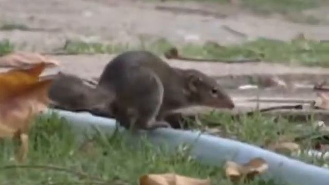 Малайская тупайя (Tupaia belangeri) Northern treeshrew смотреть онлайн