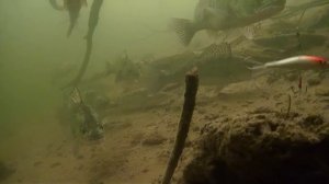 САЗАН НА БАЛАНСИР??? Камера ЗАСНЯЛА приманку. Зимняя рыбалка. Рыбалка зимой.