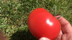 Новинка!!! Новый Настоящий розовый томат Malinka Star