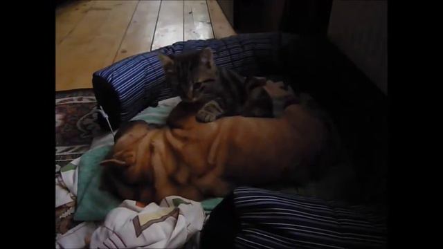 Щенок и котёнок смотреть онлайн