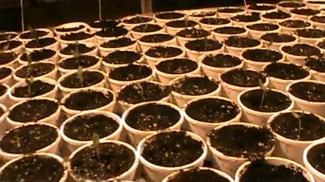Обзор нашей зимней теплицы на 12 января 2021 г смотреть онлайн