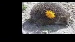 ёжик резиновый