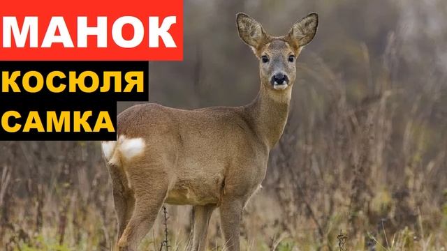 ?ЗВУК (ГОЛОС) КОСУЛЯ САМКА смотреть онлайн