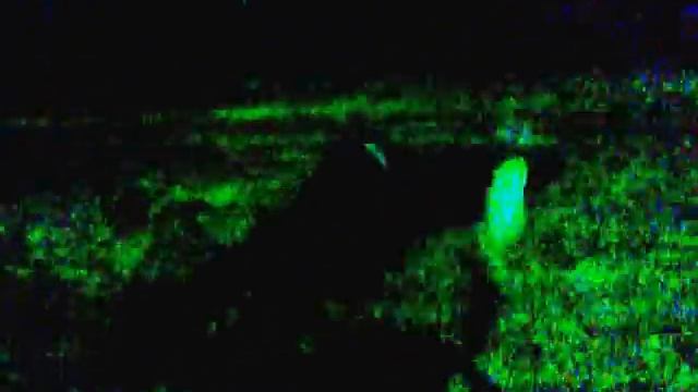 Отжимания с хлопком за спиной смотреть онлайн