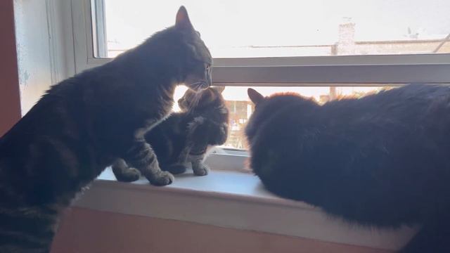 Домашний кот / Что делают домашние коты / Кот в домашних условиях / Красивые кошки смотреть онлайн