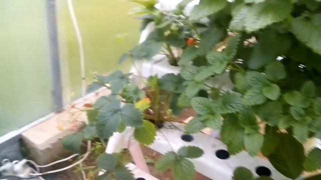 Экскурсия по нашей тепличке с гидропоникой смотреть онлайн