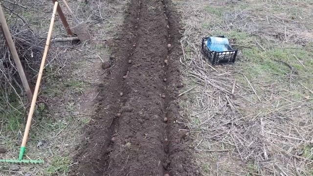 Садим картошку и зелень смотреть онлайн