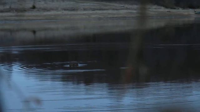 Охота на Рыбинском водохранилище 22 апреля 2015 смотреть онлайн