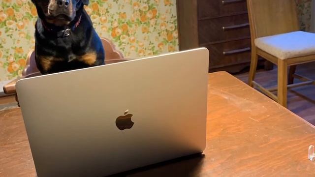 Unboxing refurbished touch bar MacBook pro 13.3 by a Rottweiler смотреть онлайн