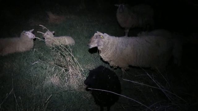 Canon PowerShot G1X Mark II - Test - Tma