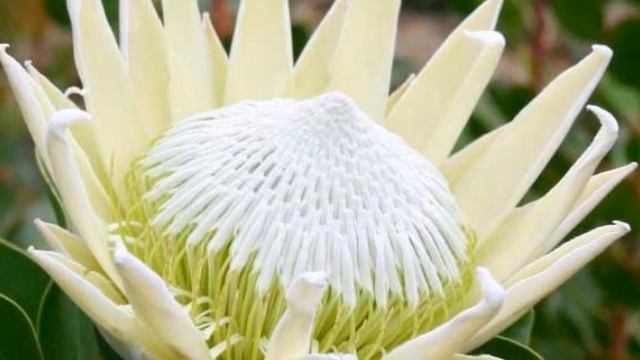 Protea Flowers symbolize diversity and courage смотреть онлайн