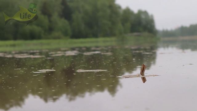 Как таскать рыбу мешками в июне? Наловит ведро карася даже школьник после таких секретов! смотреть онлайн
