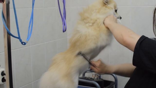 Груминг шпица, стрижка шпица, тримминг шпица, груминг собак смотреть онлайн