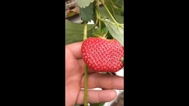 Florida Beauty. сорт нейтрального светового дня смотреть онлайн