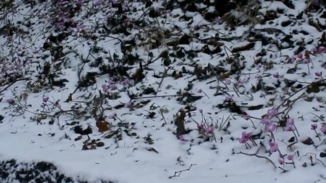 ЭТО ЧУДО! "Цветы на снегу". Зацвели цикламены в Лазаревском смотреть онлайн
