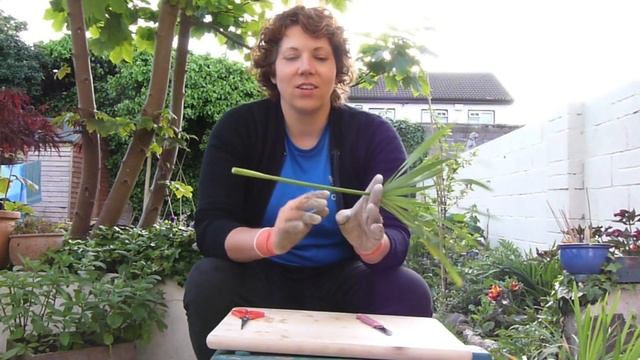 How To Propagate Papyrus смотреть онлайн