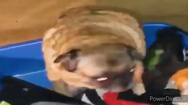 Мопс танцует под pumped up kicks 1 час смотреть онлайн