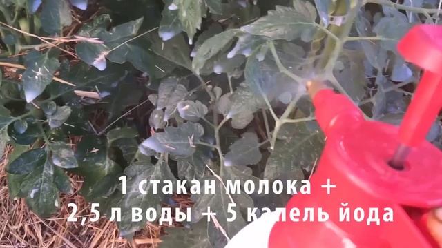 ШПАРГАЛКА САДОВО-ОГОРОДНЫХ ДЕЛ НА ИЮЛЬ смотреть онлайн