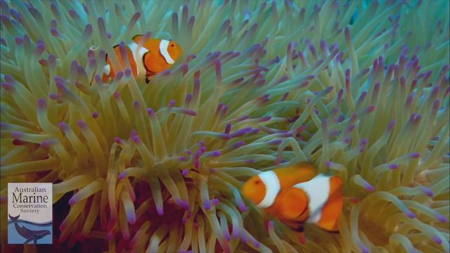 "So reckless, it's terrifying" - Simon Baker asks you to Fight For Our Reef смотреть онлайн