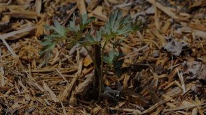 Пион Распберри Сандей (Paeonia Raspberry Sundae)