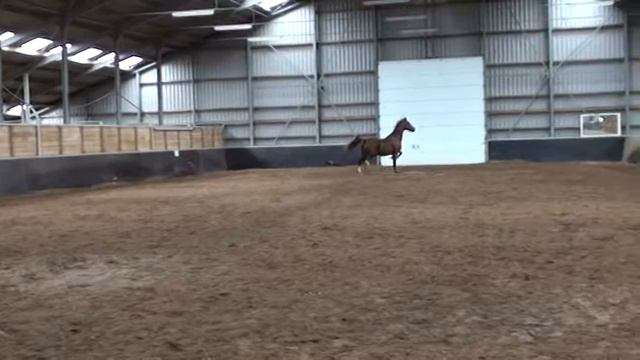 Мерин KWPN 5 лет (драйвинг) смотреть онлайн