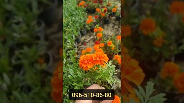 ОГЛЯД ЦІН НА КВІТИ. Купити квіти оптом з Закарпаття поштою. Розсада квітів поштою. смотреть онлайн