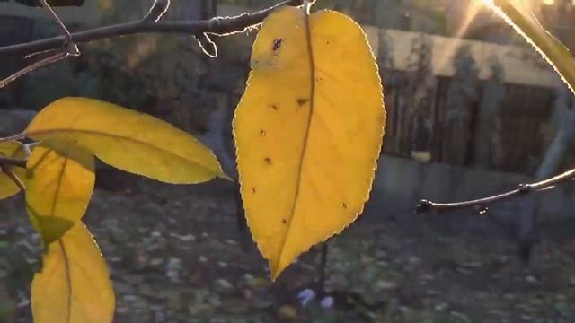 JJ Cale and Mark Knopfler, Someday, till noxious drills with nucks follow смотреть онлайн
