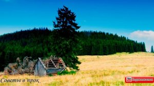 ➤ Вот почему нельзя сажать ель возле дома ➤