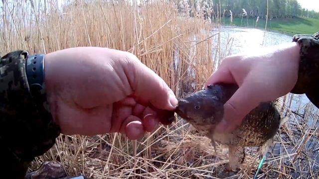 Карась на поплавок на манную болтушку и опарыша. смотреть онлайн
