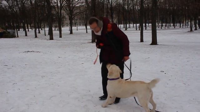 Как обучить собаку работать без лакомства. смотреть онлайн