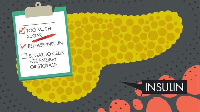 What does the pancreas do? - Emma Bryce смотреть онлайн