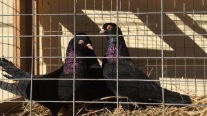 Пермские высоколетные голуби