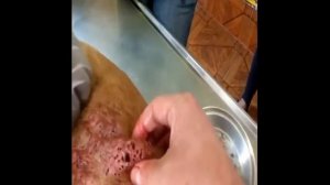 1000 манговых червей на теле питомца удаляют личинки на собаке   спасение животных