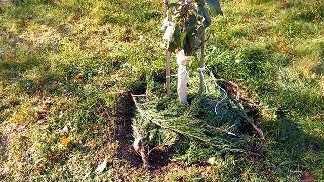 / Дачная хроника / смотреть онлайн