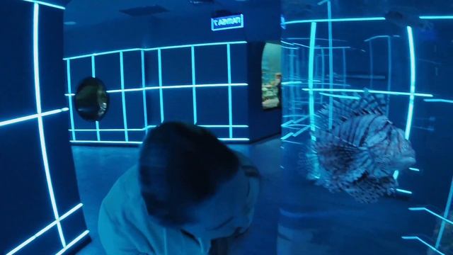 Морские Рыбы, Тюлени и Пингвины - Океанариум Новосибирск 2019г. смотреть онлайн