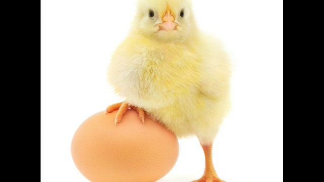 ЦЫПЛЕНОК ПИ !!! История моей жизни смотреть онлайн