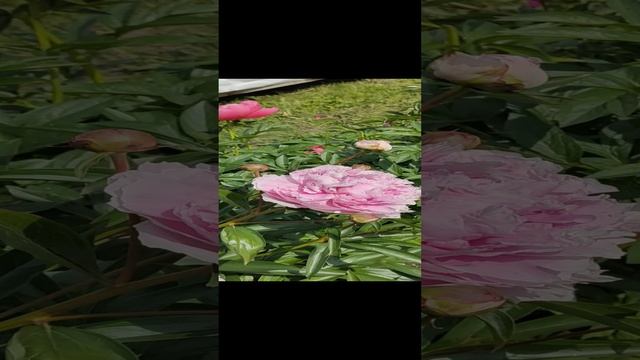 video_20220709_120627.mp4