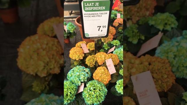 Гортензии крашеные, Голландия, гарден центр 03.04.23. #гортензии #гортензия #крупнолистныегортензии смотреть онлайн