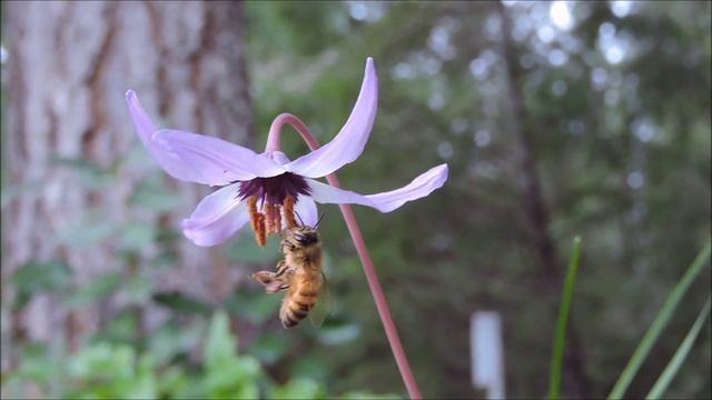Honeybee on Erythronium смотреть онлайн