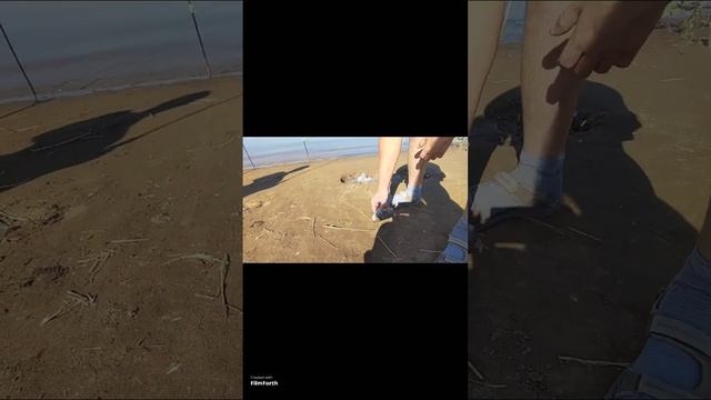 это же не рыба #shorts #рыбалка #карась #рыба #сазан #карп #летняярыбалка #димитрово #оренбург #оре смотреть онлайн