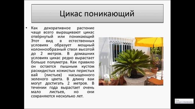 Цикас Советы по выращиванию смотреть онлайн