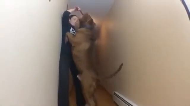 Самый Большой Питбуль. Громадина. смотреть онлайн