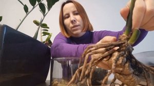 Что делать с ПЕНЬКАМИ замиокулькаса? Укоренение пеньков.