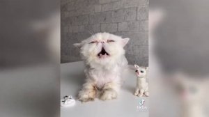 САМЫЙ СМЕШНОЙ И ГРЯЗНЫЙ КОТ ТИК ТОКА СФИНКС ЛЕША ВИДЕО