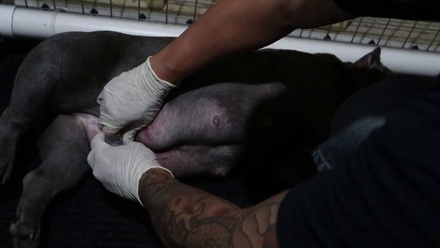 How to milk your Dog смотреть онлайн