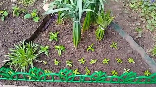 Мир, ТРУД, Май