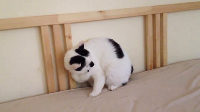 дрыг и прыг смотреть онлайн