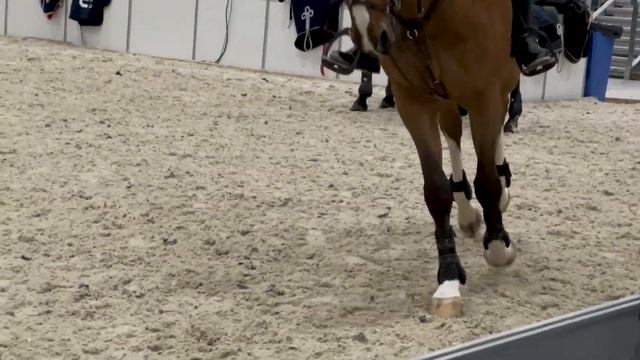 моя первая выездка и очень много лошадей? смотреть онлайн