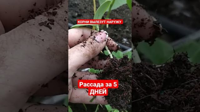 СЕЮ СЕМЕНА только в этот ГРУНТ . РАССАДА РАСТЁТ за 5 дней без ПИТАНИЯ #shorts смотреть онлайн