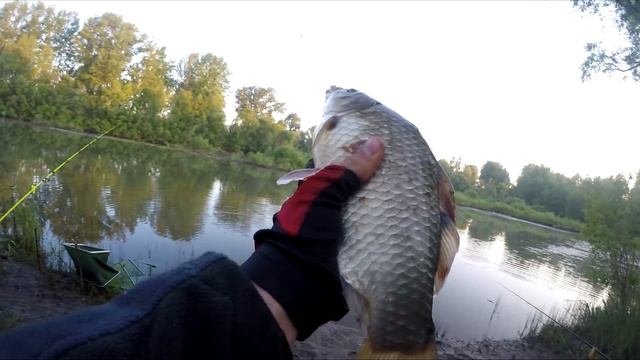 ЖОР ОГРОМНОГО КАРАСЯ на САМОПОДСЕКАЮЩУЮ УДОЧКУ! Рыбалка на карася 2020 смотреть онлайн